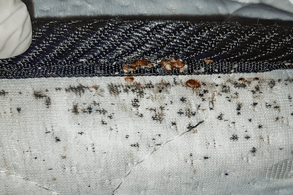 BED BUGS FOUND IN A METTRESS,S CORNER