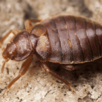 BedBugs-Fumigation-services