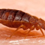 BedBugs-Treatment-in-karachi