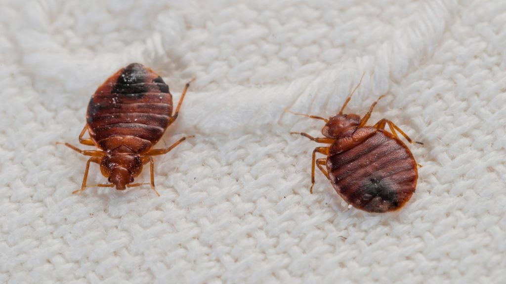 BedBugs-control-services