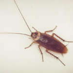 cockroach