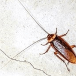 cockroach