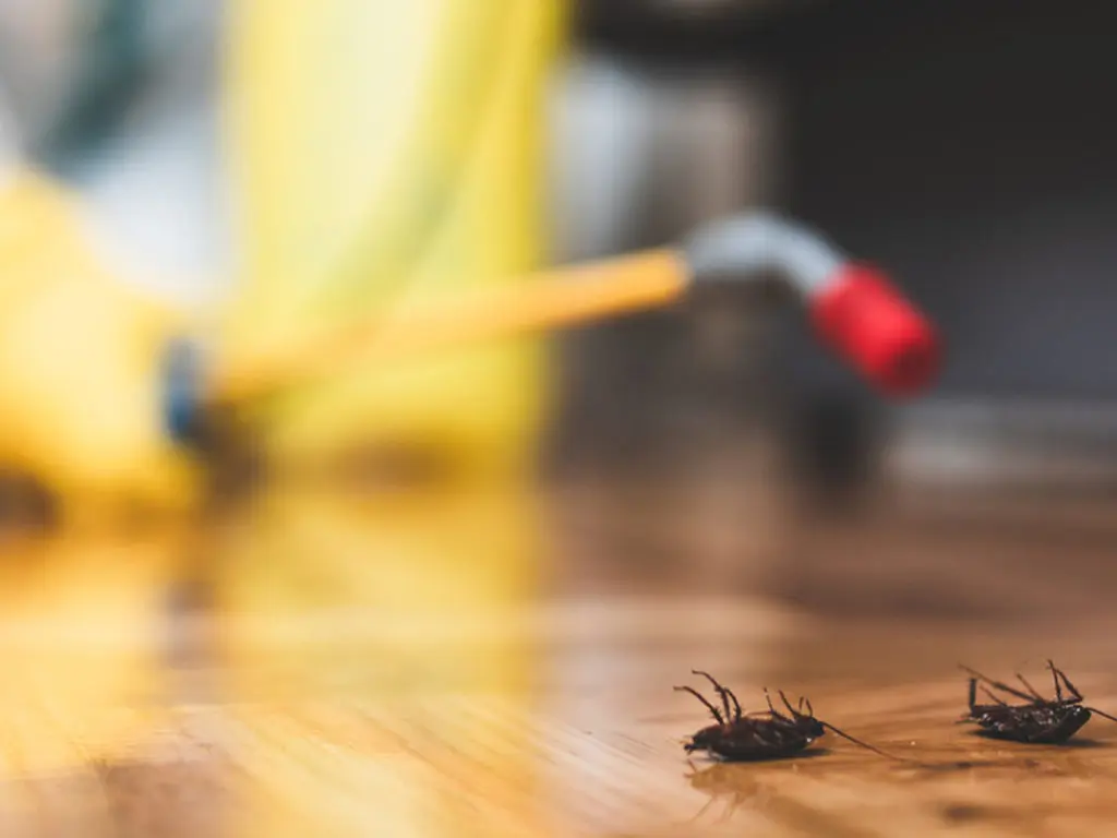 Pest-Control-Services