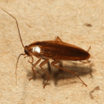 Cockroaches-pest-Control