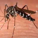 dengue-spray-services-in-karachi