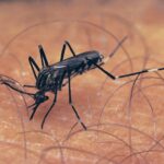 mosquito-control-services-in-karachi