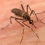 dengue-fumigation-services-karachi