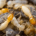 Termite-Control-Services-in-Karachi