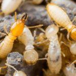 Termite-Control-Services