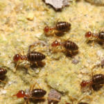 Termite-Control-Services