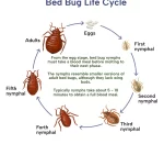Bed Bugs Life Cycle