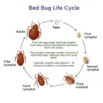 Effective Bed Bug Treatment Strategies for Karachi Homes